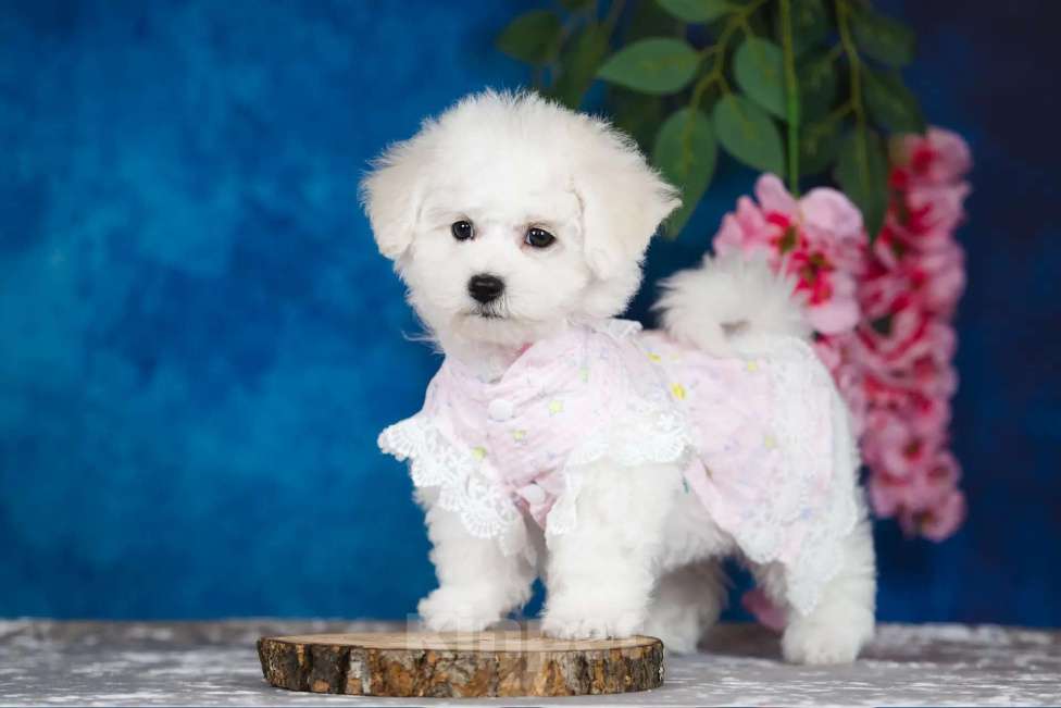 Собаки в Новосибирске: Бишон фризе. Девочка, 150 000 руб. - фото 9