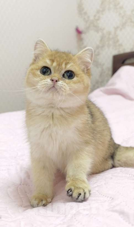 Кошки в Новосибирске: Василиса золотая шиншилла Девочка, 50 000 руб. - фото 2