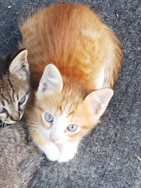 Кошки в Майкопе: Котенок в добрые руки Мальчик, Бесплатно - фото 3