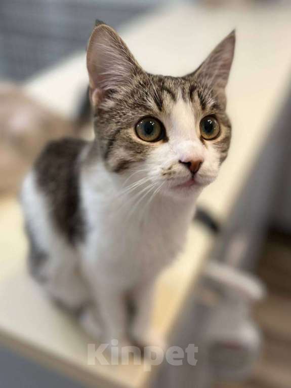 Кошки в Москве: Котенок Гатс ищет дом Мальчик, Бесплатно - фото 1