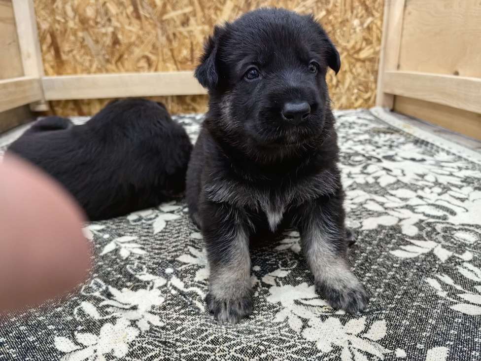 Собаки в Балашихе: Щенки ВЕО Девочка, 40 000 руб. - фото 4