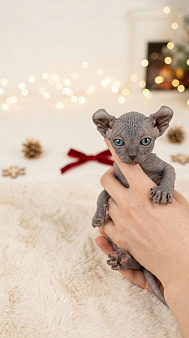 Котёнок эльф