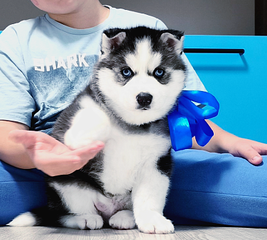 Хаски Щенки Разных окрасов