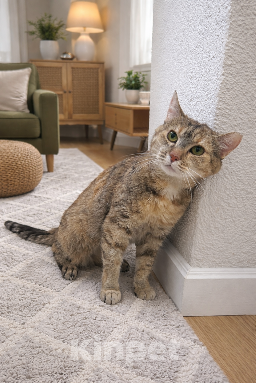 Кошки в Санкт-Петербурге: Кошка Мурочка никому не нужная Девочка, Бесплатно - фото 1