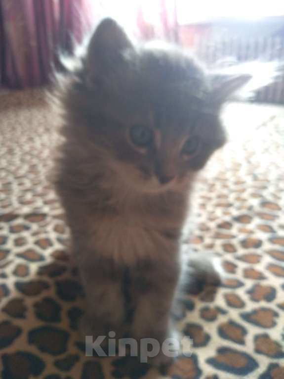 Кошки в Курске: котята в добрые руки Мальчик, 1 руб. - фото 3