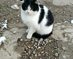 Кошки в Гагарине: Ласковая стерилизованная Кошечка в добрые руки, Бесплатно - фото 1