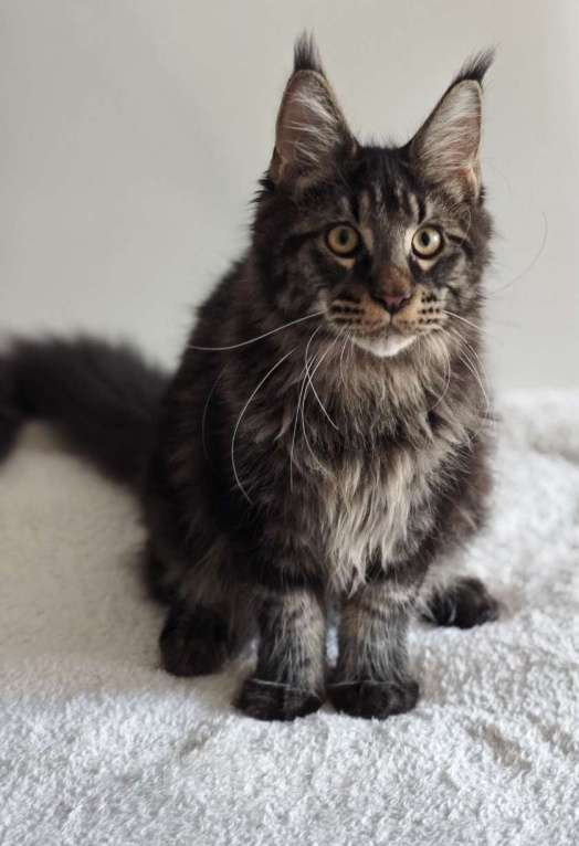 Кошки в Чайковском: Мальчик Мейн кун.  MCO окрас-n23  Мальчик, 45 000 руб. - фото 4
