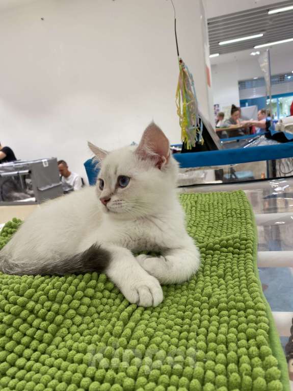 Кошки в Москве: Братья Мальчик, 40 000 руб. - фото 4