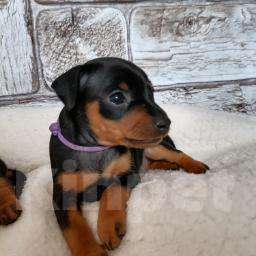 Собаки в Иркутске: щенки цвергпинчера. Мальчик, 35 000 руб. - фото 1