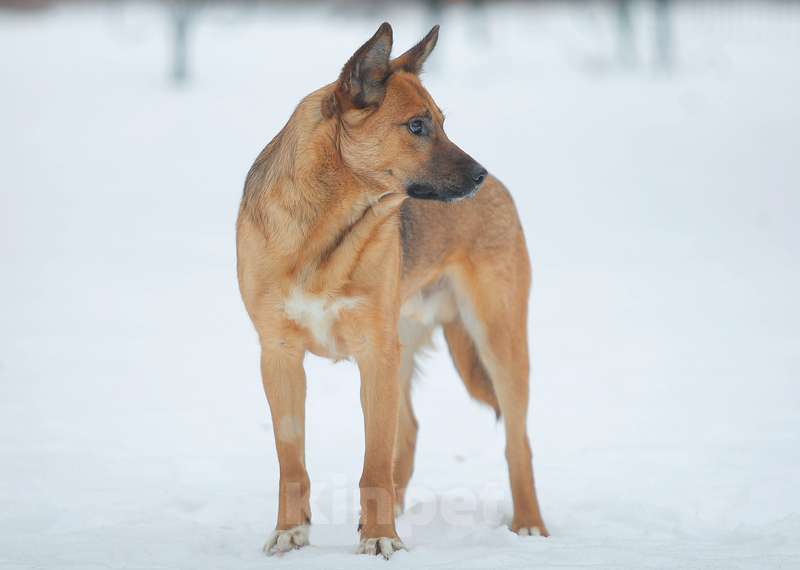 Собаки в Москве: Молодой слепой пёсик Гомер — в приюте ему не жизнь Мальчик, Бесплатно - фото 5