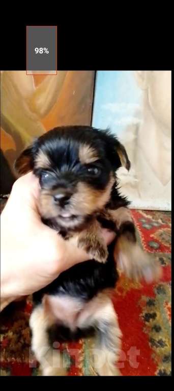 Собаки в Электрогорске: Йокшерский терьер  Девочка, 600 000 руб. - фото 7