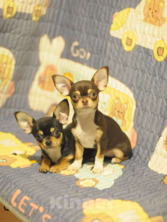 Собаки в Мегионе: чихуахуа щенки Мальчик, Бесплатно - фото 2