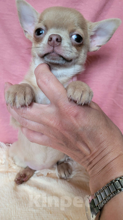 Собаки в Москве: Чихуахуа девочка лиловая Девочка, Бесплатно - фото 2