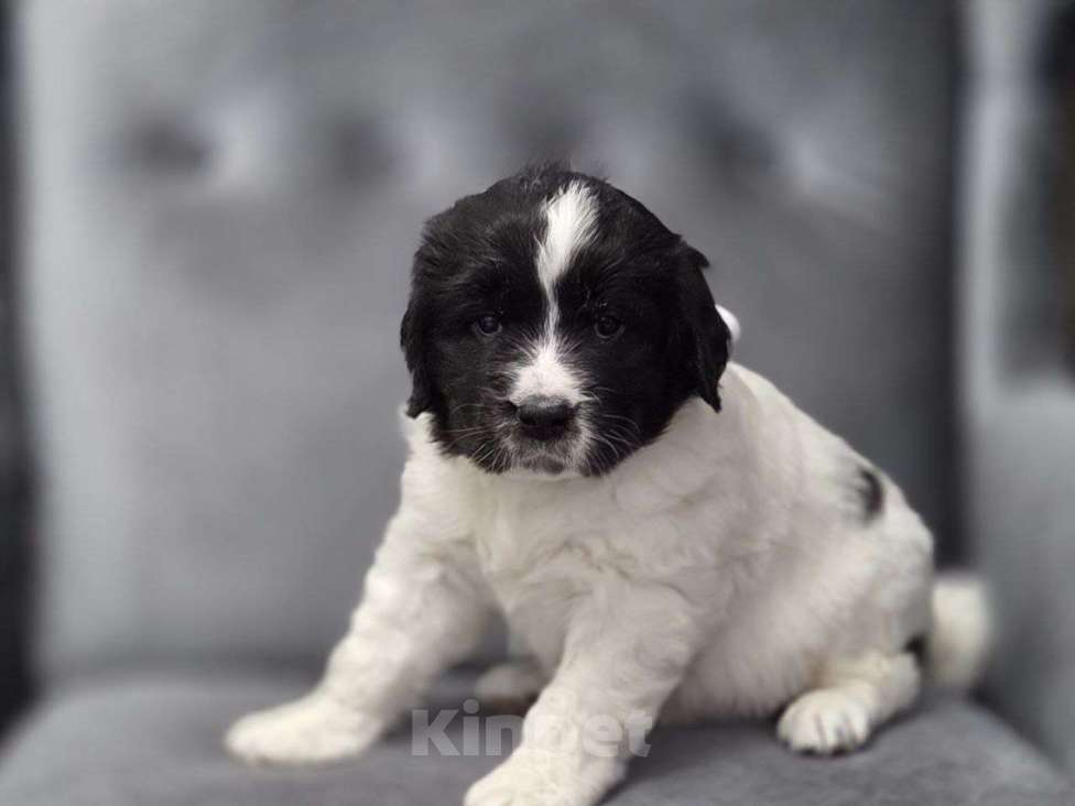 Собаки в других городах Московской области: Ландсир Девочка, 150 000 руб. - фото 4