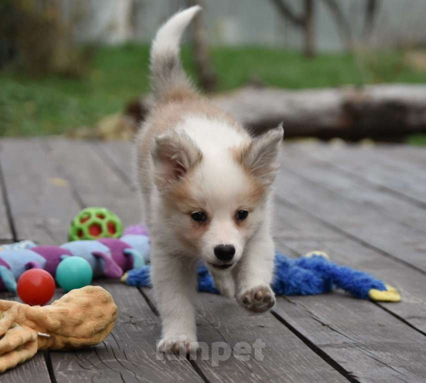 Собаки в Москве: Ненецкая оленегонная лайка, сука Женева. Девочка, 60 000 руб. - фото 5