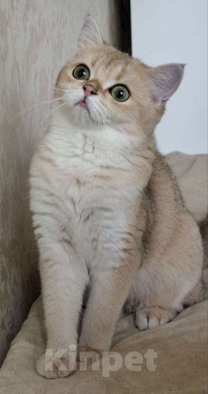 Кошки в Москве: Британская короткошёрстная кошка Девочка, 50 000 руб. - фото 1