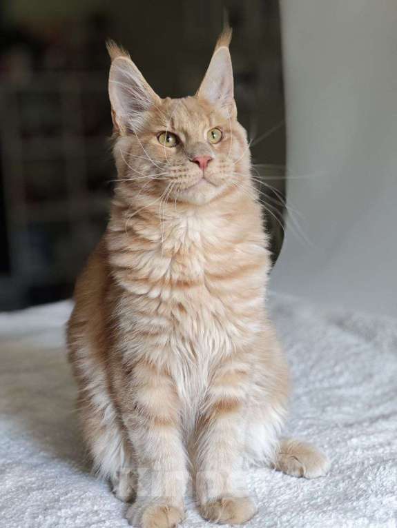 Кошки в Чайковском: Мальчик Мейн кун. MCO окрас - e 09 кремовый с белым Мальчик, 45 000 руб. - фото 10