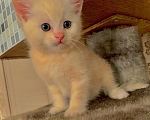 Кошки в Ельце: Шотландский котенок Мальчик, 3 000 руб. - фото 1
