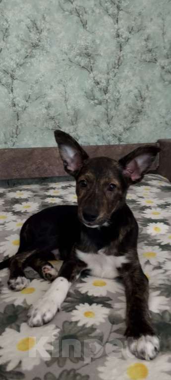 Собаки в Новоалтайске: В добрые руки  Мальчик, Бесплатно - фото 1