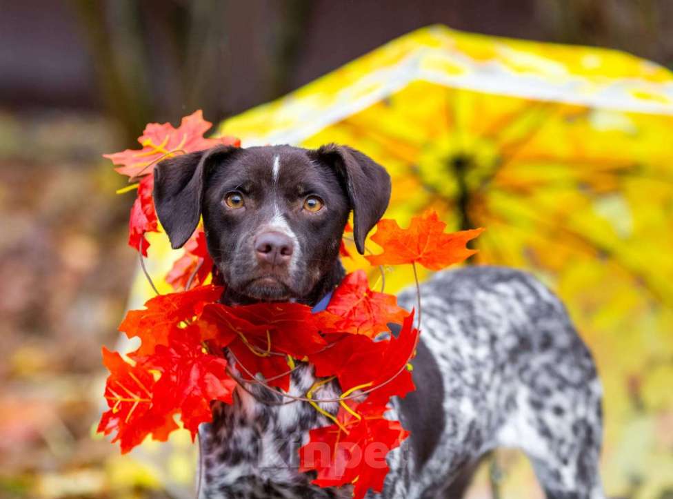 Собаки в других городах Московской области: Осетинка в добрые руки Девочка, Бесплатно - фото 5