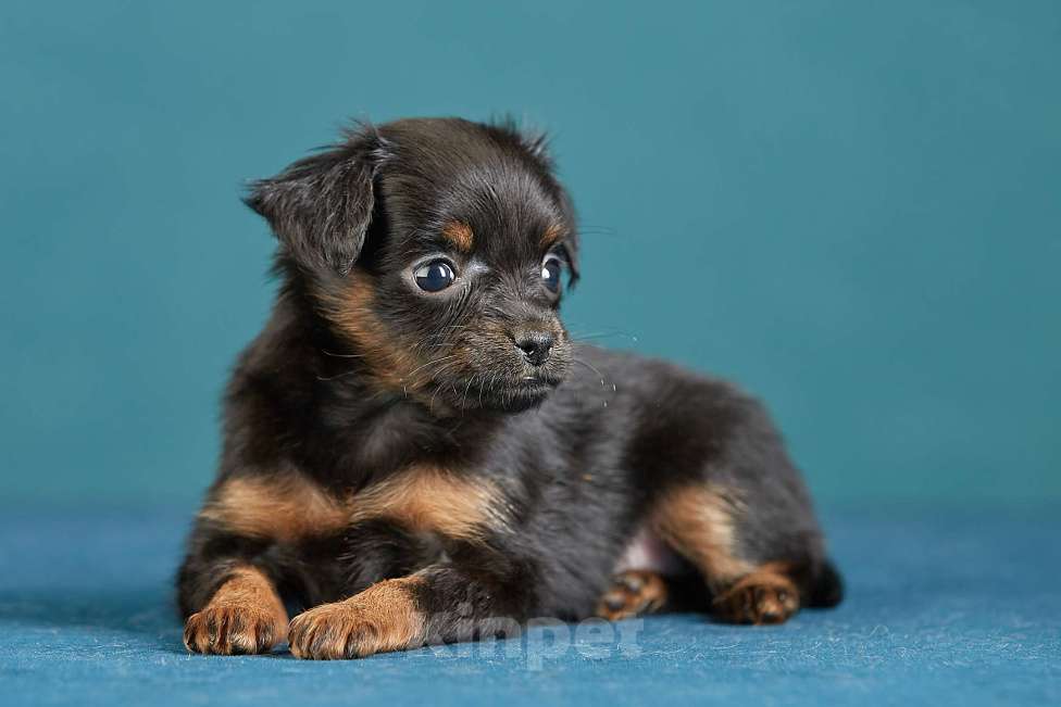 Собаки в Вологде: Русский той Девочка, Бесплатно - фото 6