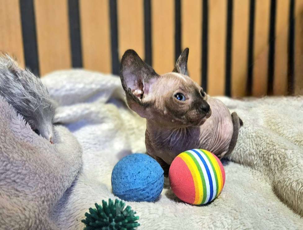 Кошки в Москве: Продается котенок Девочка, 5 000 руб. - фото 1