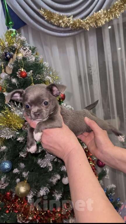 Собаки в Орле: Чихуахуа Девочка, 50 000 руб. - фото 5