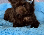 Собаки в Челябинске: Шоколадный йорк Мальчик, Бесплатно - фото 1