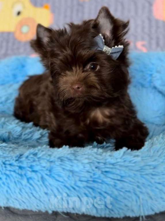 Собаки в Челябинске: Шоколадный йорк Мальчик, Бесплатно - фото 1