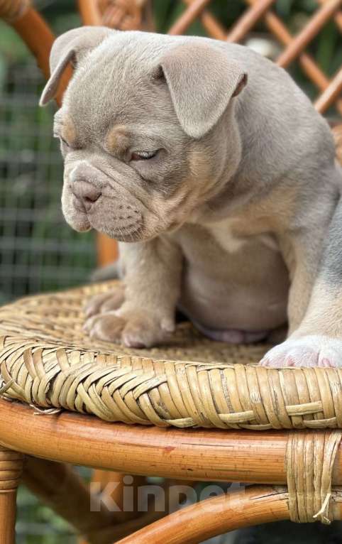 Собаки в Москве: Щенки Американского булли  Девочка, 300 000 руб. - фото 3