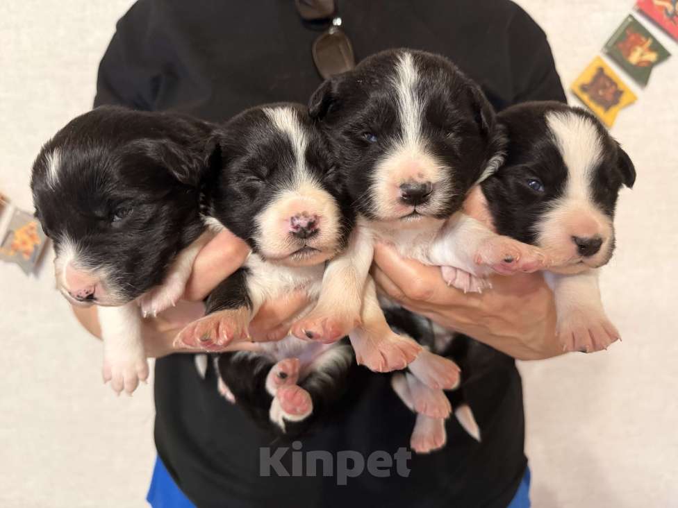 Собаки в других городах Московской области: Щенки Бордер Колли  Девочка, 90 000 руб. - фото 3