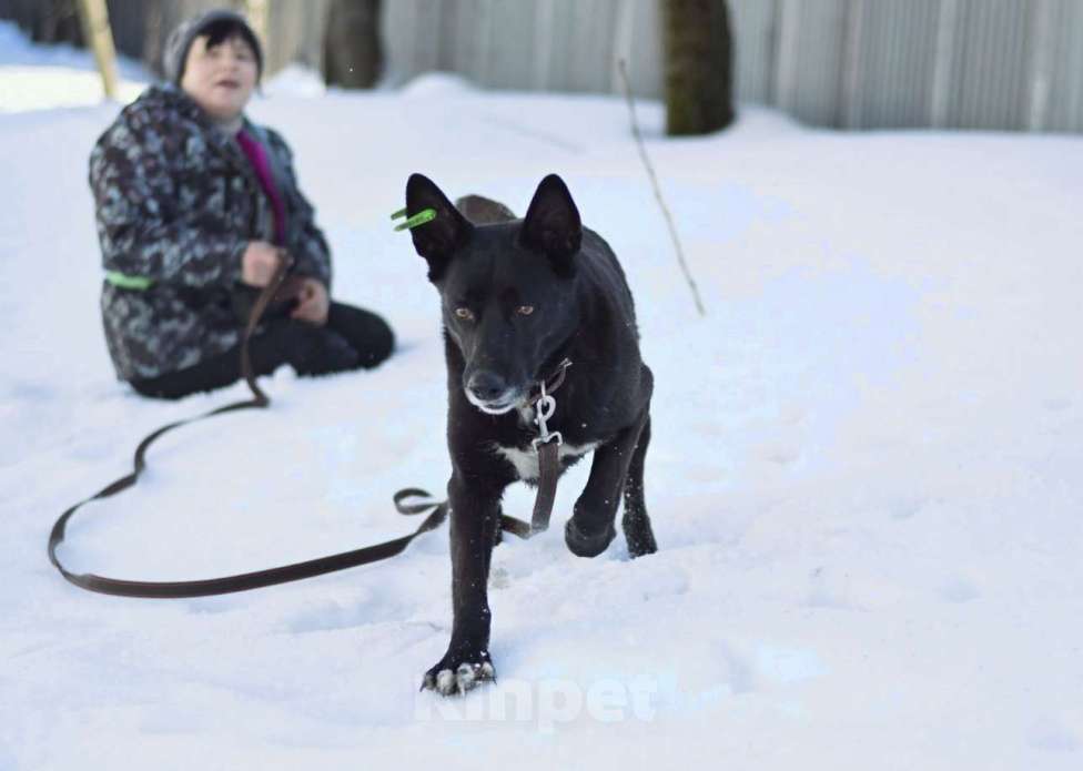 Собаки в Москве: у Проши умер хозяин Мальчик, Бесплатно - фото 2