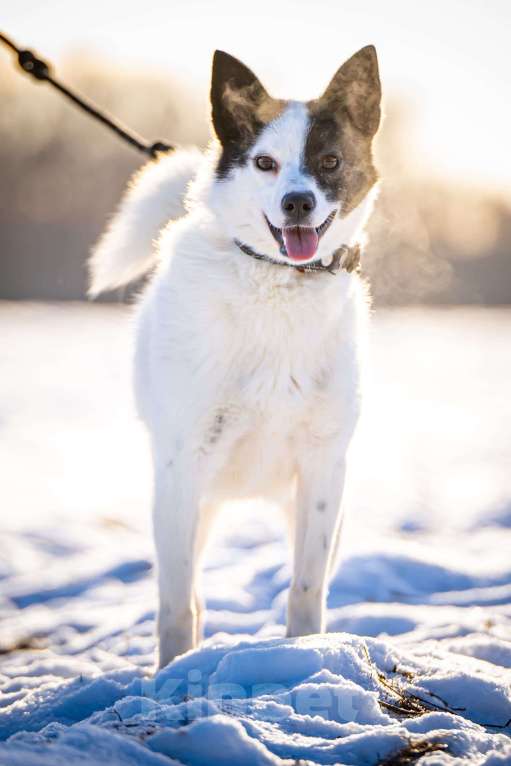 Собаки в Клине: Ласка — озорная попрыгунья Девочка, Бесплатно - фото 3