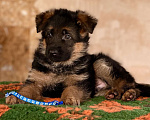 Собаки в Кемерово: Щенки немецкой овчарки Мальчик, 70 000 руб. - фото 1