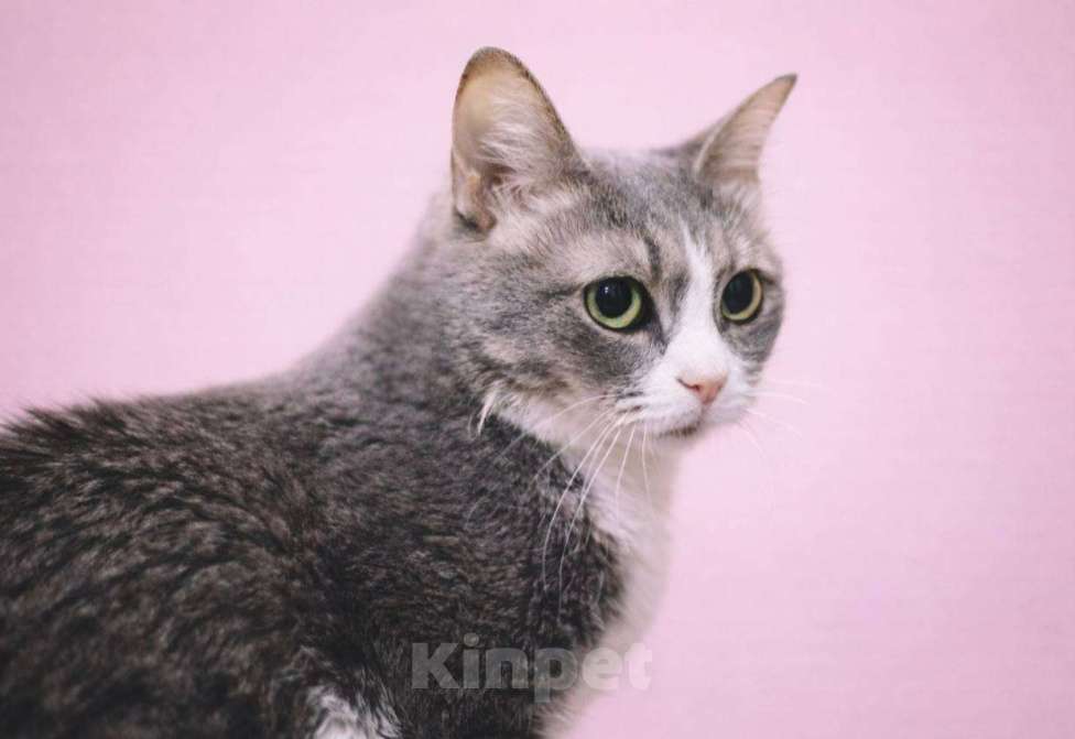 Кошки в Москве: Нежная кошечка Чикуля мечтает о доме Девочка, Бесплатно - фото 4