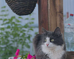 Кошки в Петрозаводске: Молодая беспородная кошка Девочка, Бесплатно - фото 3