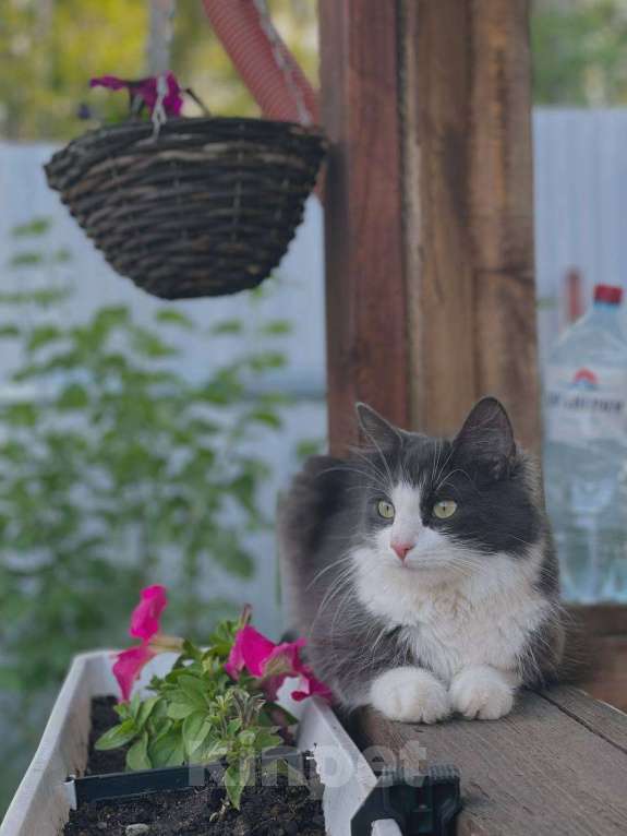 Кошки в Петрозаводске: Молодая беспородная кошка Девочка, Бесплатно - фото 3