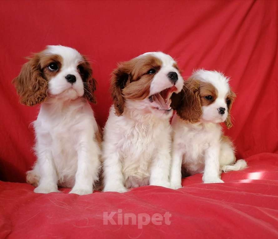 Собаки в Москве: Щеночки Кавалер Кинг Чарльз 2,5 мес. Девочка, 70 000 руб. - фото 5