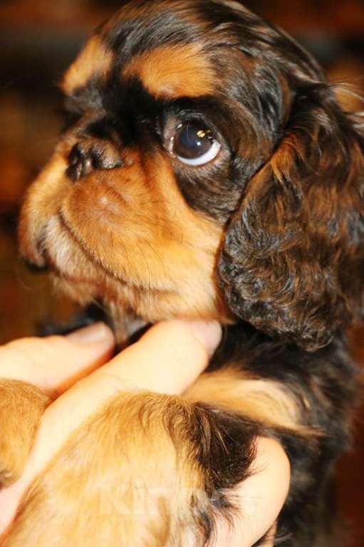 Собаки в Балашихе: мальчик черно-подпалый Мальчик, Бесплатно - фото 3