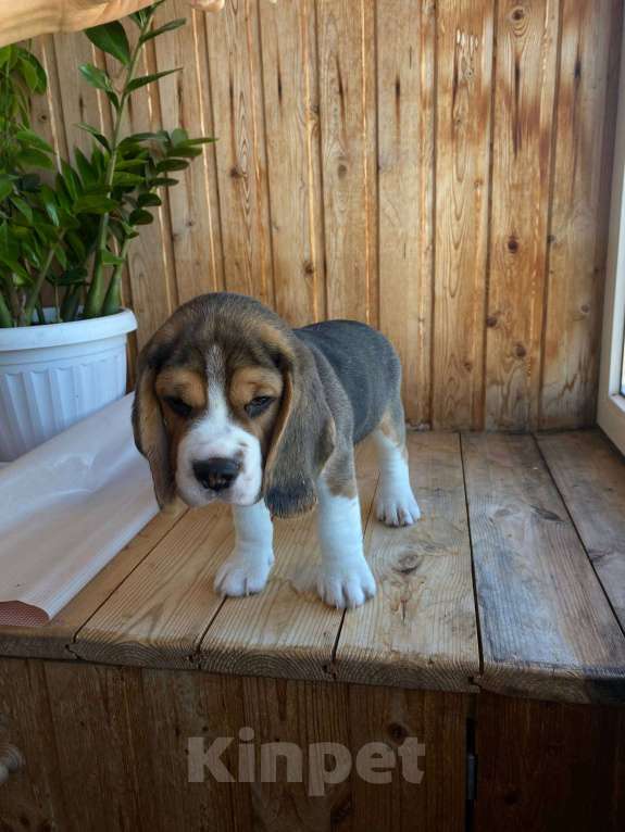 Собаки в Нижнем Новгороде: Бигль мальчик ищет любящего и заботливого хозяина Мальчик, 50 000 руб. - фото 3