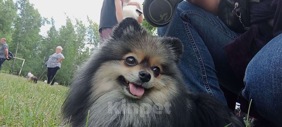 Собаки в Красноярске: Продаётся померанский шпиц редчайшего окраса Мальчик, Бесплатно - фото 5