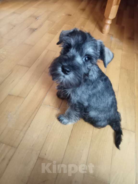 Собаки в Белгороде: Щенки цвергшнауцера Мальчик, Бесплатно - фото 9