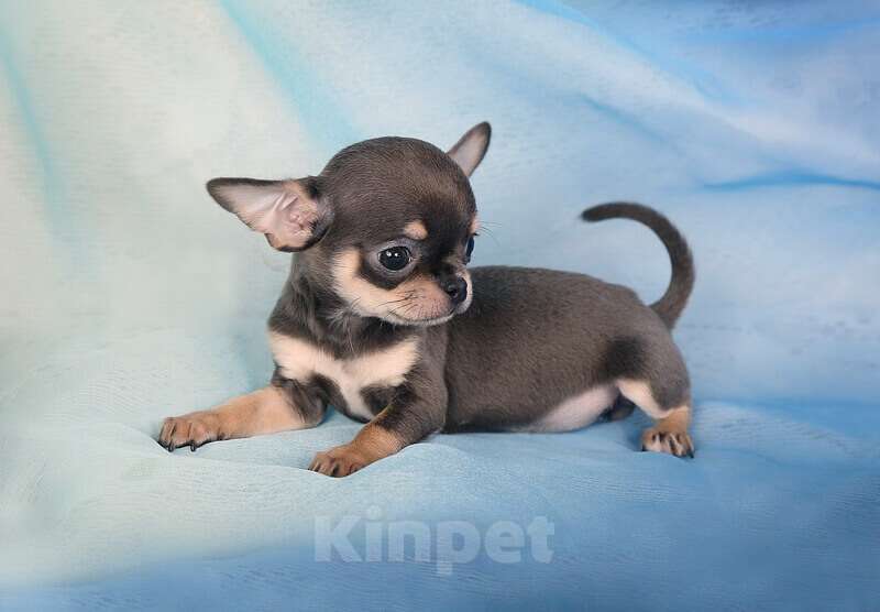 Собаки в Люберцах: Чихуахуа Хатика Девочка, 105 000 руб. - фото 3