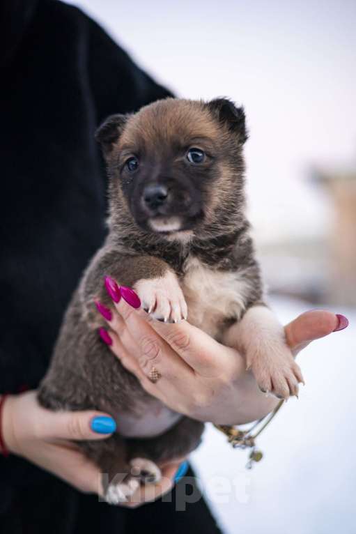 Собаки в других городах Московской области: Малышка Аля Девочка, Бесплатно - фото 4