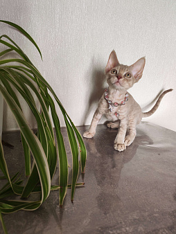 Котенок Девон Рекс девочка лиловая табби