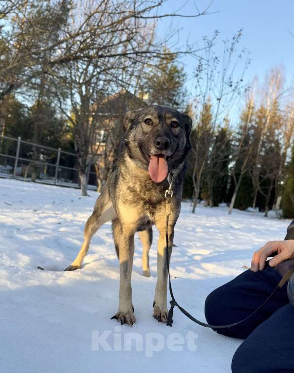 Собаки в других городах Московской области: Собака Босси ищет дом Девочка, Бесплатно - фото 2