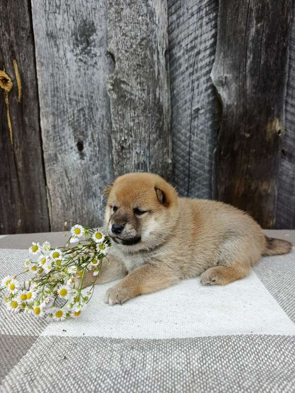 Собаки в Москве: Мальчишка сиба ину Мальчик, 30 000 руб. - фото 3
