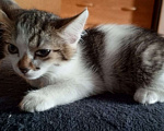 Кошки в Новокузнецке: Котенок в добрые руки Девочка, Бесплатно - фото 2