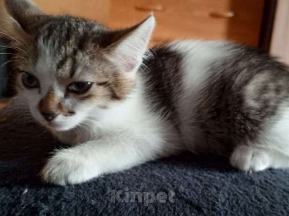 Кошки в Новокузнецке: Котенок в добрые руки Девочка, Бесплатно - фото 2