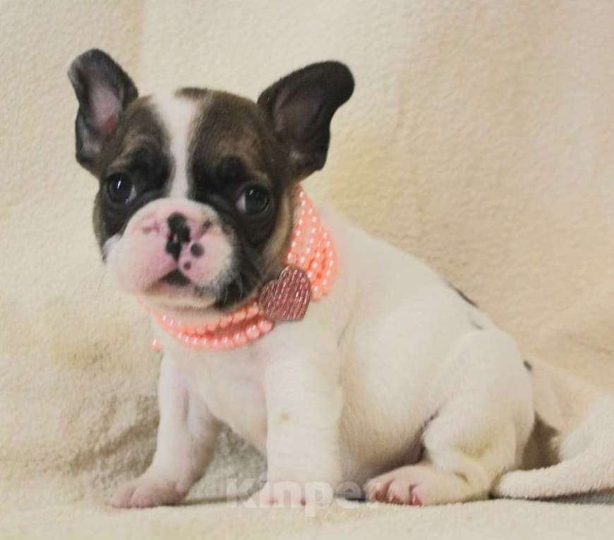 Собаки в Москве: Щенок французик,девочка Девочка, 130 000 руб. - фото 1